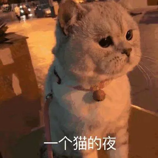 一个猫的夜（一个猫的夜）
