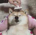 狗狗做护理（狗狗做护理）