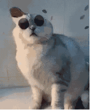 帅哥小猫（帅哥小猫）