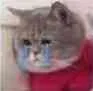 小猫哭了（小猫哭了）