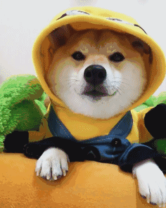 doge（doge）