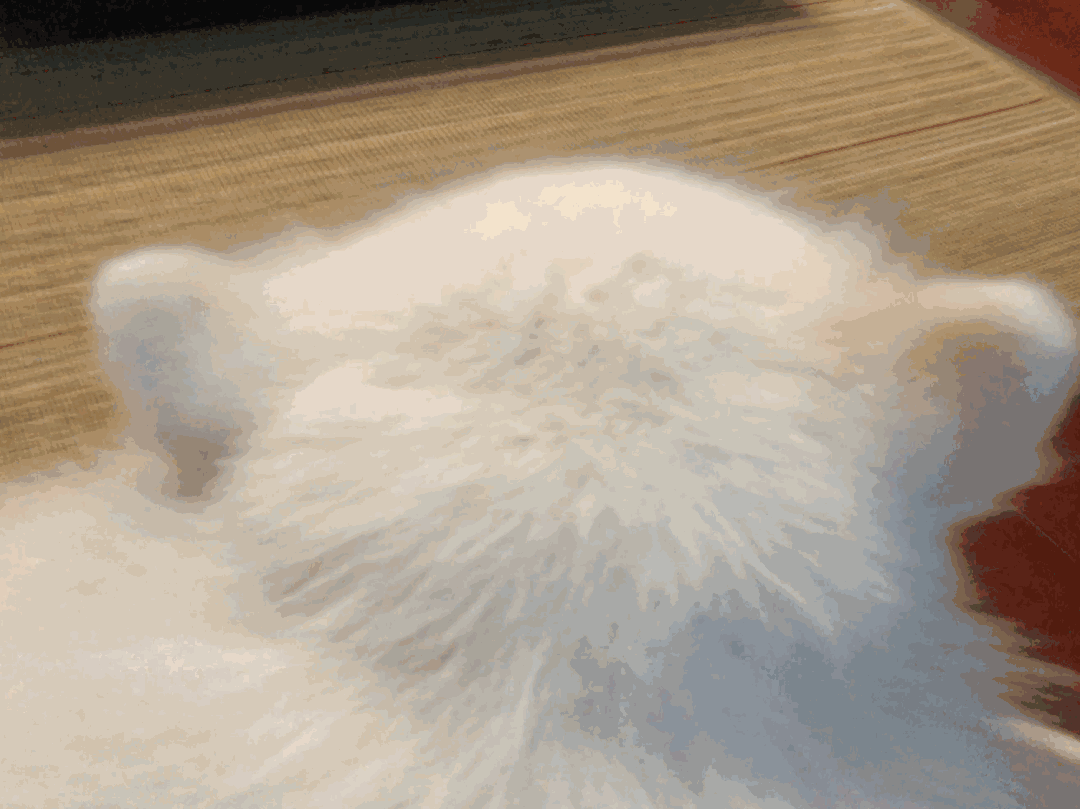 猫耳立起（猫耳立起）
