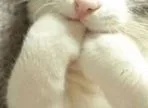小猫思考（小猫思考）