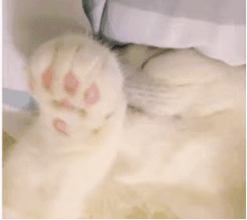 猫猫招手（猫猫招手）