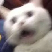 可怕喵（可怕喵）
