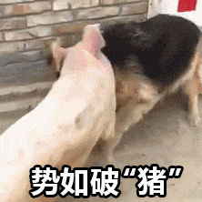 势如破猪（势如破猪）