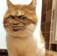 猫猫教皇逗比（猫猫教皇逗比）