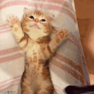 猫猫睡觉啦（猫猫睡觉啦）