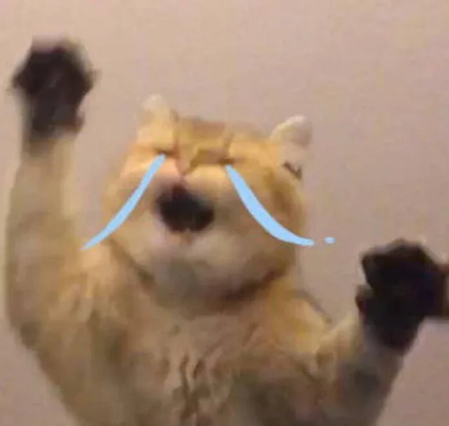 小猫破口大骂（小猫破口大骂）