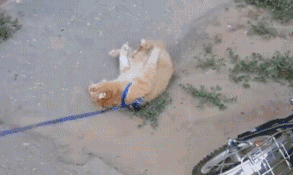 懒小猫（懒小猫）