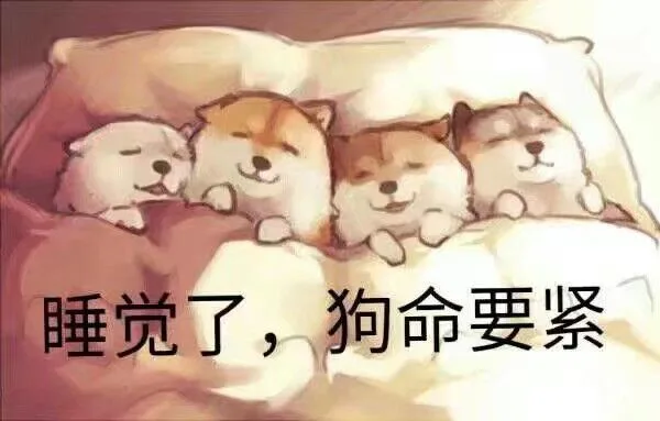 睡觉了，狗命要紧（睡觉了，狗命要紧）