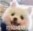 哈哈哈（哈哈哈）