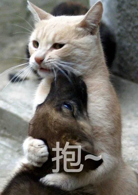 抱狗（抱狗）