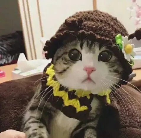 小可爱小猫（小可爱小猫）