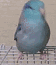 小鸡抖抖抖！（小鸡抖抖抖！）
