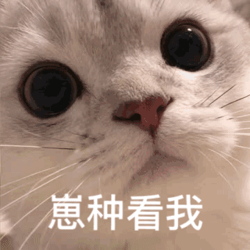 崽种看我（崽种看我）