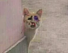 猫猫金馆长在墙角偷看（猫猫金馆长在墙角偷看）