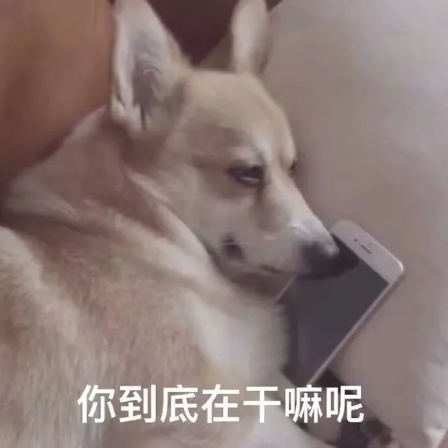 你到底在干嘛？（你到底在干嘛？）
