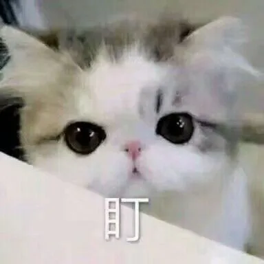 盯！（盯！）