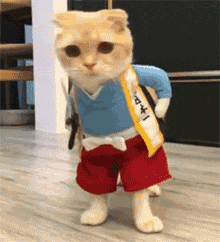 小猫小人（小猫小人）