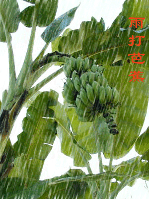 雨打芭蕉（雨打芭蕉）