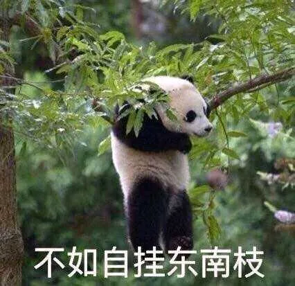 不如自挂东南枝（不如自挂东南枝）