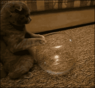 一只猫钻进了小的玻璃瓶里卖萌（一只猫钻进了小的玻璃瓶里卖萌）