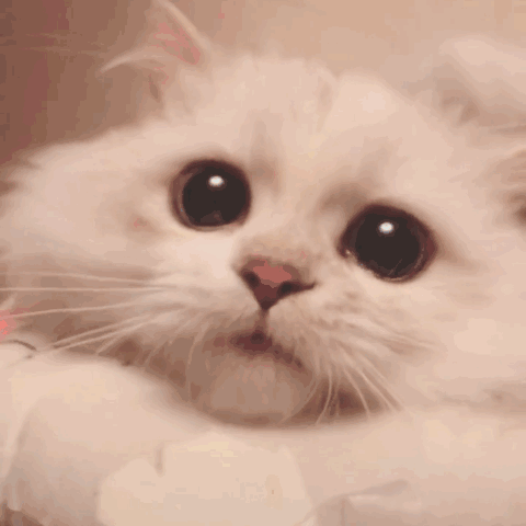 猫猫吃东西（猫猫吃东西）