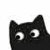 黑猫转眼睛（黑猫转眼睛）