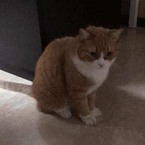 困死了（小猫）（困死了（小猫））