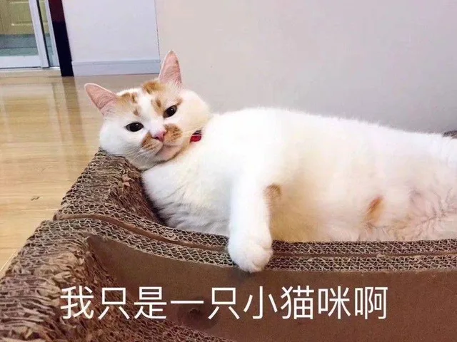 我只是一只小猫咪啊（我只是一只小猫咪啊）