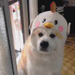 汪汪汪汪汪汪汪（汪汪汪汪汪汪汪）