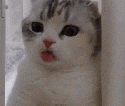 小猫吐舌头（小猫吐舌头）