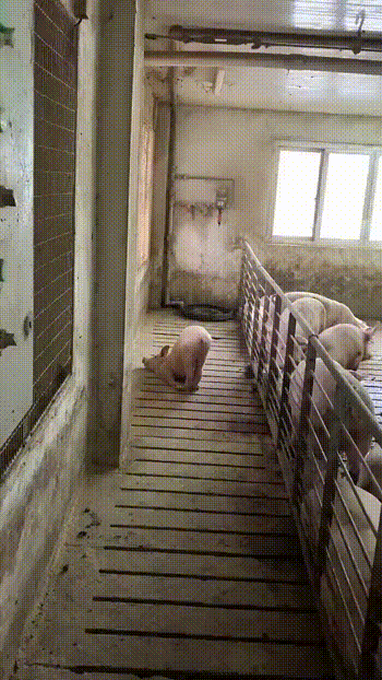 我睡啦（猪猪）（我睡啦（猪猪））
