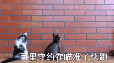 百里守约在瞄准了，快跑（百里守约在瞄准了，快跑）
