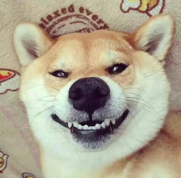 笑得很怪的狗（笑得很怪的狗）
