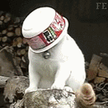 小猫看不见（小猫看不见）