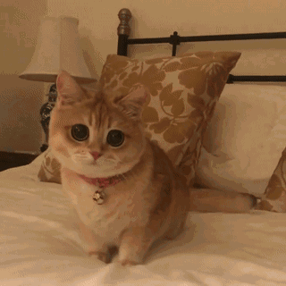 猫星人（猫星人）