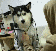 狗狗穿衣服（狗狗穿衣服）