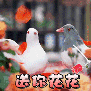 送你花花（送你花花）
