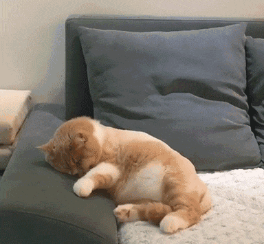 小猫做恶梦（小猫做恶梦）