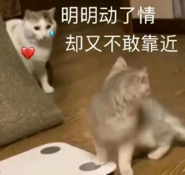 明明动了情，却又不敢靠近（明明动了情，却又不敢靠近）