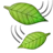 绿叶（绿叶）