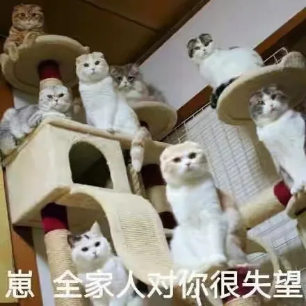 崽，全家人对你很失望（崽，全家人对你很失望）