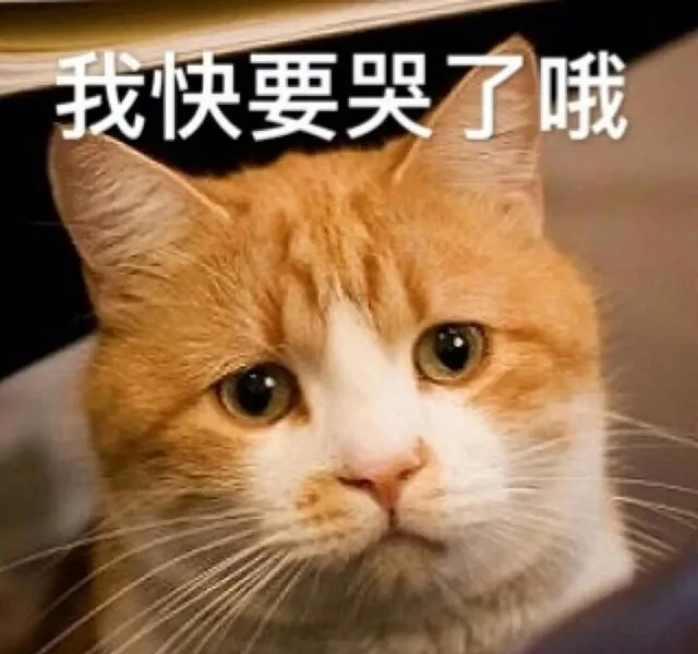 我 快要哭了哦（小猫）（我 快要哭了哦（小猫））