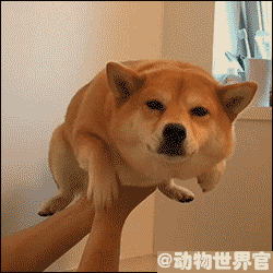 狗缩着腿一直扒最后放在水里（狗缩着腿一直扒最后放在水里）
