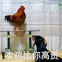 本鸡比你高贵（本鸡比你高贵）