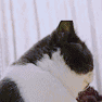 小团猫张大嘴巴睁大眼睛（惊讶）（小团猫张大嘴巴睁大眼睛（惊讶））