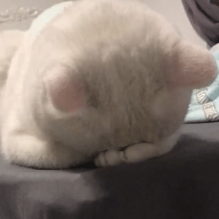 猫猫没脸见人（猫猫没脸见人）