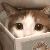 小猫看书（小猫看书）